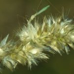 Stelzenwanzen (Stilt Bugs, Berytidae)