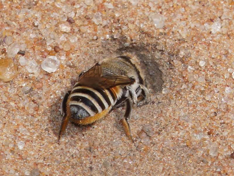 Unbestimmte Hautflüglerart Nr. 1 (Megachile sp.?); Foto: 18.03.2017, Kuzikus Wildlife Reserve