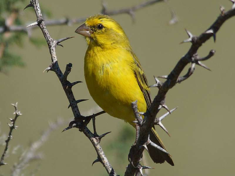 Männlicher Gelbbauch-Girlitz (Yellow Canary, Serinus flaviventris); Foto: 25.03.2017, Kuzikus Wildlife Reserve