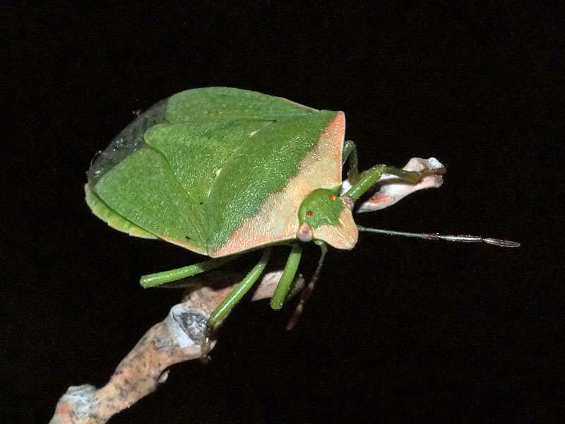 Grüne Reiswanze (Southern Green Shield Bug, Nezara viridula); Foto: 28.03.2017, Kuzikus Wildlife Reserve