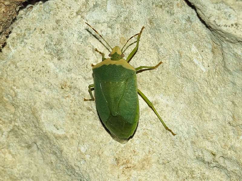 Grüne Reiswanze (Southern Green Shield Bug, Nezara viridula); Foto: 04.04.2017, Kuzikus Wildlife Reserve