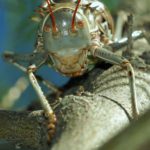 Heuschrecken (Grasshoppers and Crickets, Orthoptera)