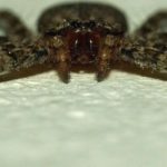 Spinnentiere (Arachnids, Arachnida)
