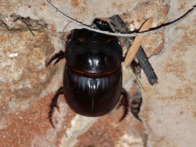 Unbestimmte Scarabaeidae sp. Nr. 1; Foto: 18.03.2017, Kuzikus Wildlife Reserve