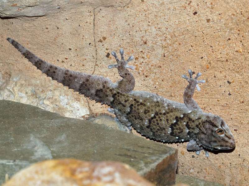 Turners Dickfingergecko (Turner's Thick-toed Gecko, Pachydactylus turneri); Foto: 18.03.2017, Kuzikus Wildlife Reserve