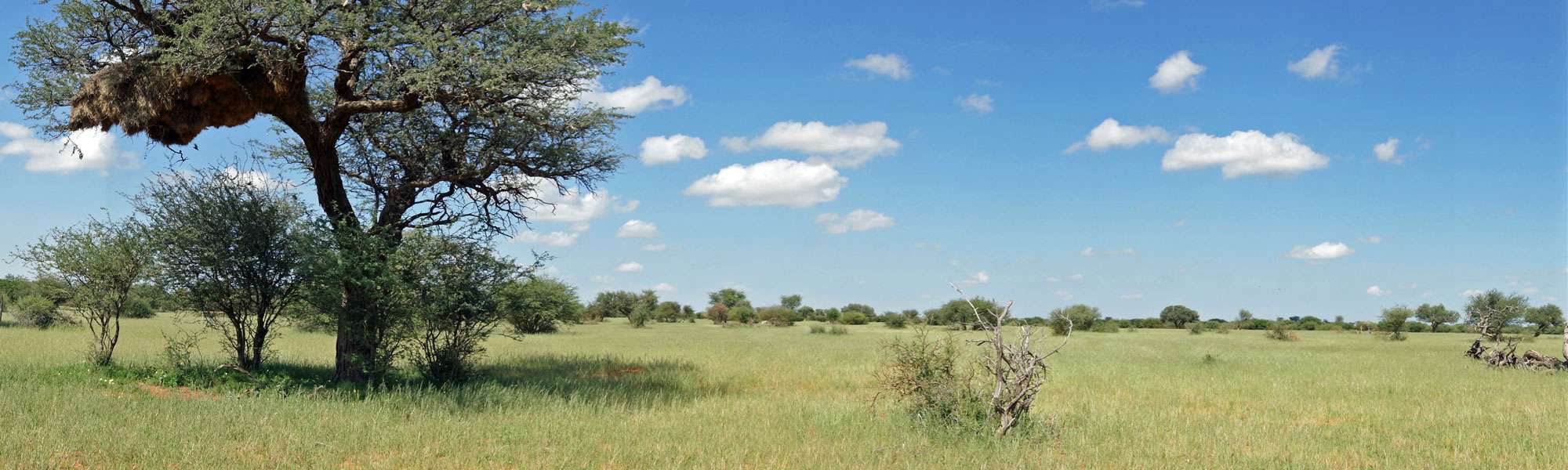 In einigen hohen Bäumen der Kalahari finden sich die Nester der Siedelweber; Foto: 20.03.2017, Kuzikus Wildlife Reserve