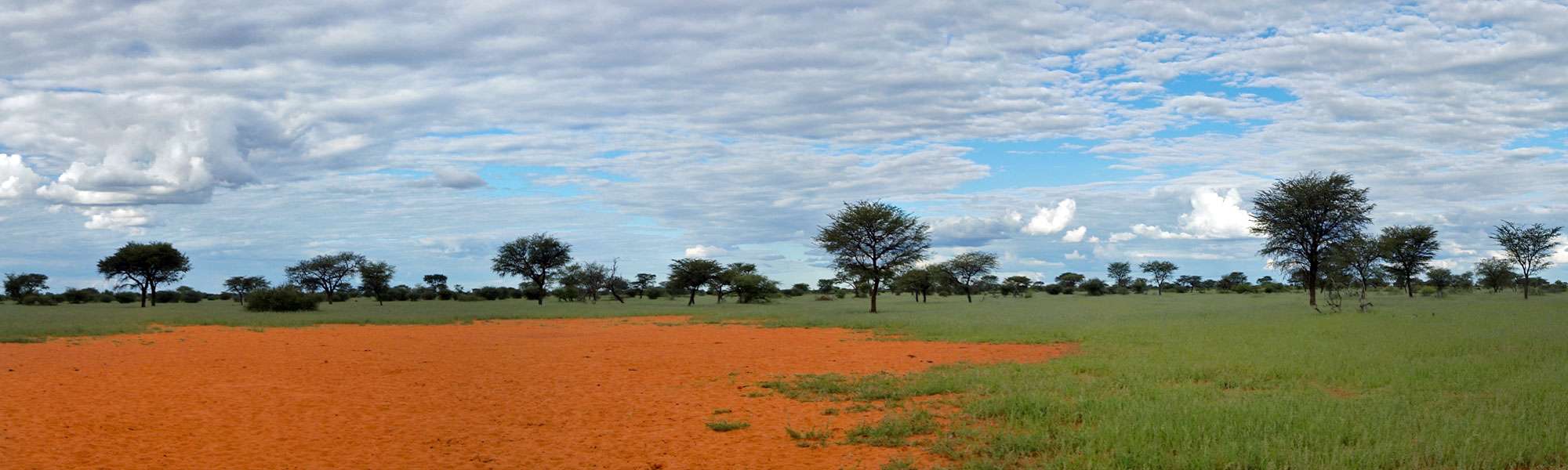 Der rote Sand der Kalahari wird nur selten von so viel Grün überwuchert; Foto: 21.03.2017, Kuzikus Wildlife Reserve