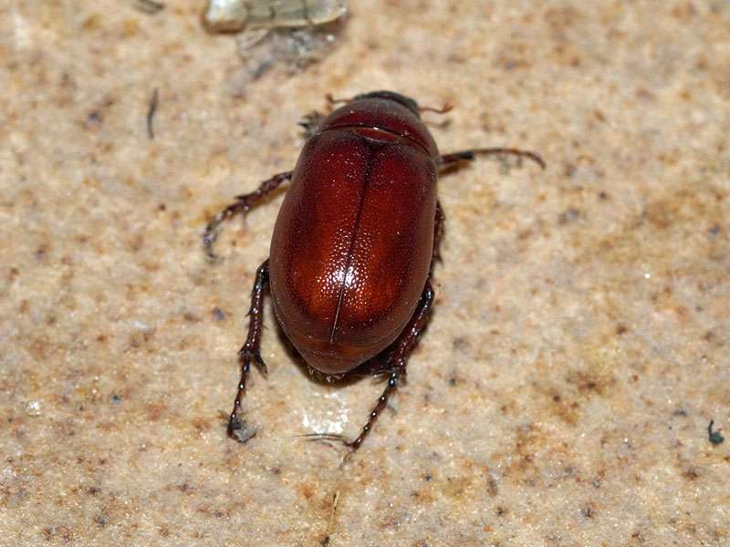 Unbestimmte Scarabaeidae sp. Nr. 2; Foto: 23.03.2017, Kuzikus Wildlife Reserve