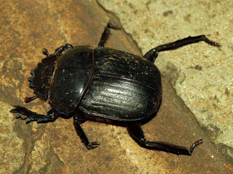 Unbestimmte Scarabaeidae sp. Nr. 7; Foto: 24.03.2017, Kuzikus Wildlife Reserve
