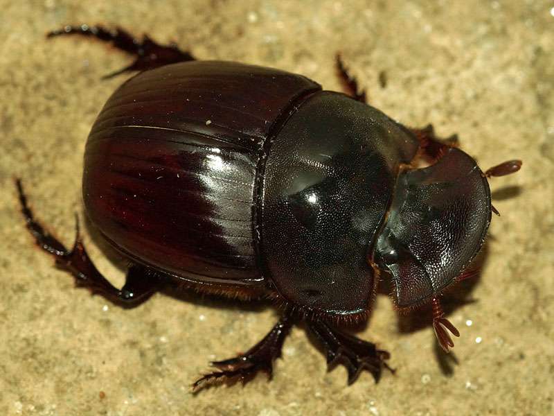 Unbestimmte Scarabaeidae sp. Nr. 11; Foto: 24.03.2017, Kuzikus Wildlife Reserve