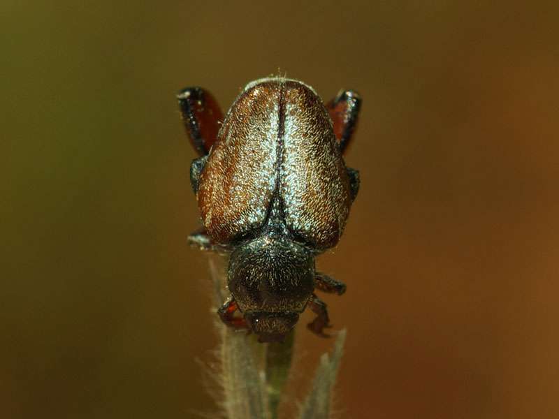 Unbestimmte Scarabaeidae sp. Nr. 12; Foto: 25.03.2017, Kuzikus Wildlife Reserve