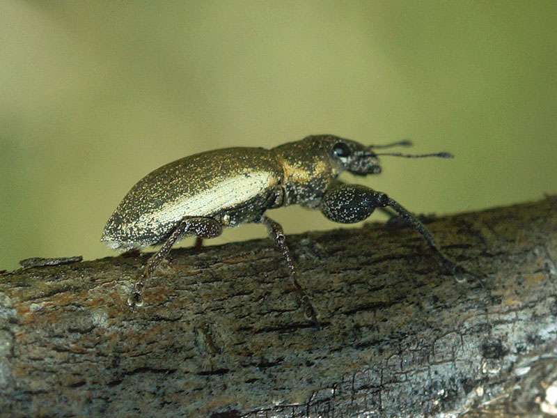 Unbestimmte Curculionidae sp. Nr. 5; Foto: 26.03.2017, Kuzikus Wildlife Reserve
