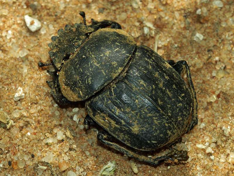Unbestimmte Scarabaeidae sp. Nr. 13; Foto: 26.03.2017, Kuzikus Wildlife Reserve