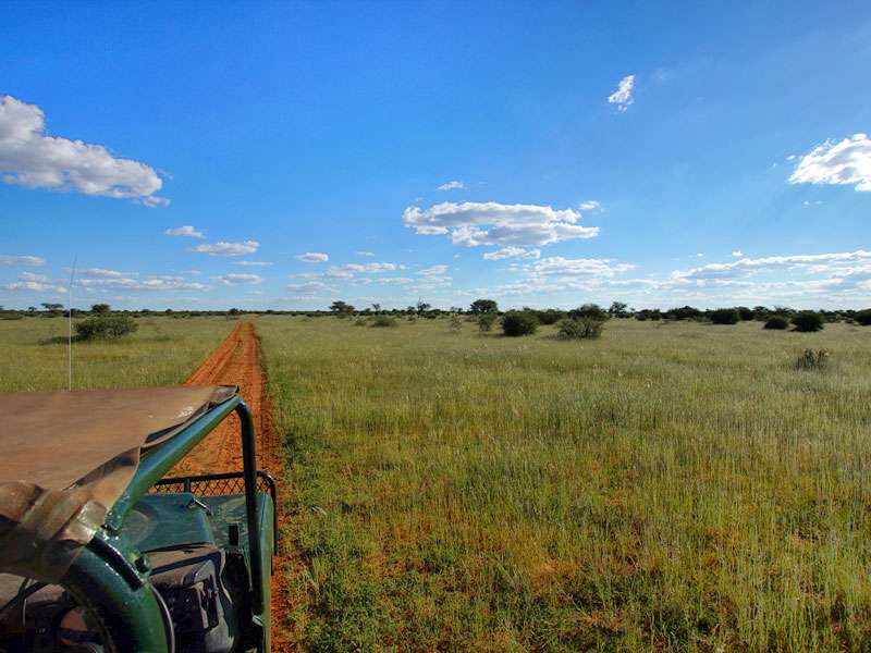 Grüne Kalahari nach Regenfällen; Foto: 27.03.2017, Kuzikus Wildlife Reserve