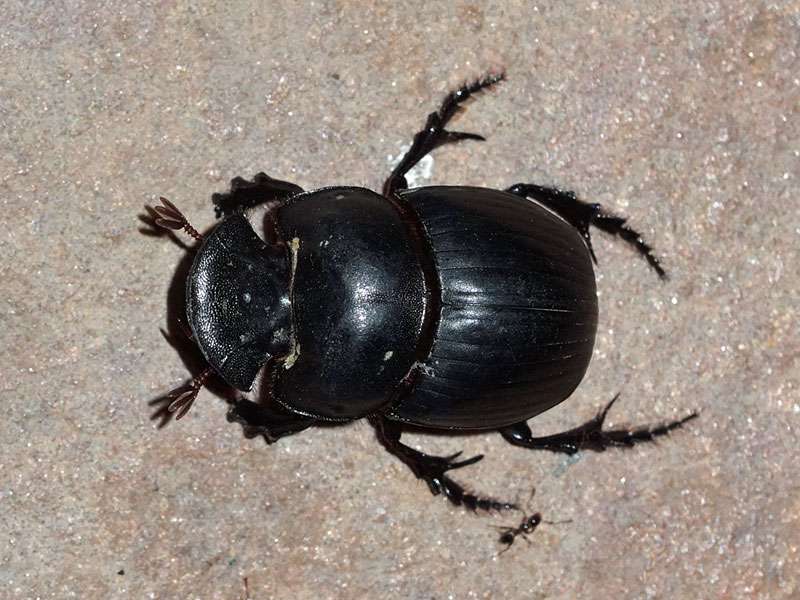 Unbestimmte Scarabaeidae sp. Nr. 15; Foto: 27.03.2017, Kuzikus Wildlife Reserve