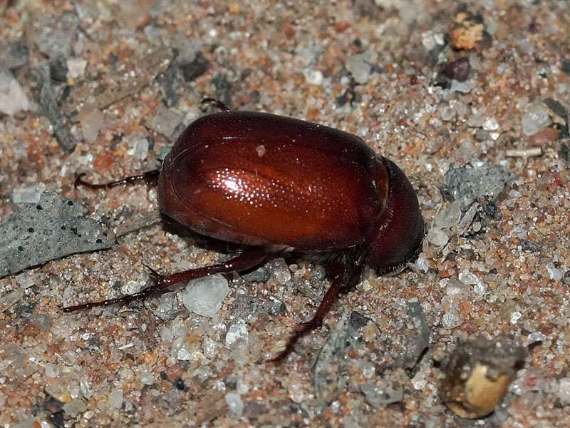 Unbestimmte Scarabaeidae sp. Nr. 2; Foto: 27.03.2017, Kuzikus Wildlife Reserve
