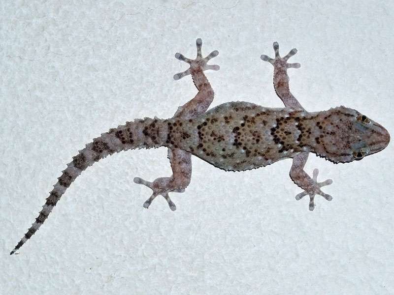 Turners Dickfingergecko (Turner's Thick-toed Gecko, Pachydactylus turneri); Foto: 28.03.2017, Kuzikus Wildlife Reserve