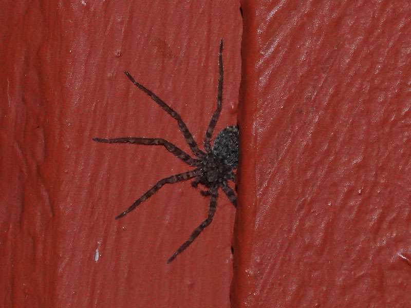 Unbestimmte Spinnenart Nr. 1 (Selenops sp.); Foto: 28.03.2017, Kuzikus Wildlife Reserve