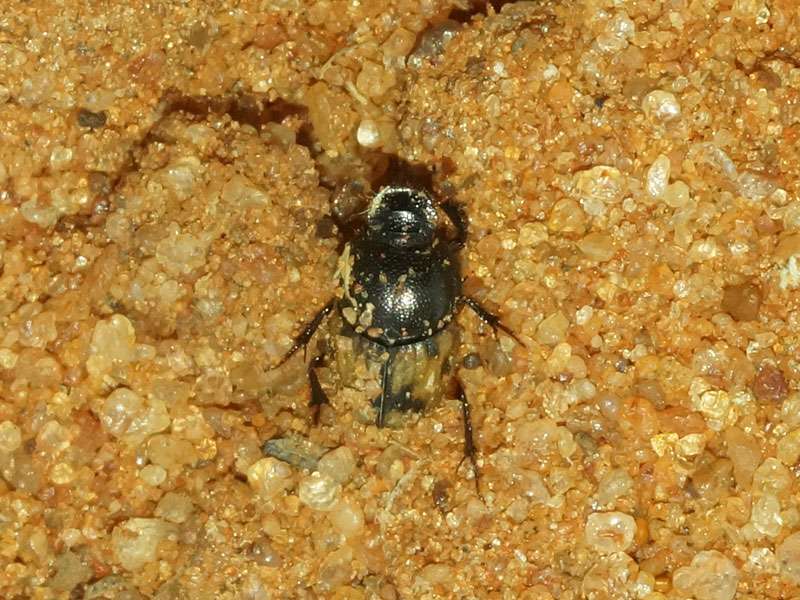 Unbestimmte Scarabaeidae sp. Nr. 19; Foto: 29.03.2017, Kuzikus Wildlife Reserve