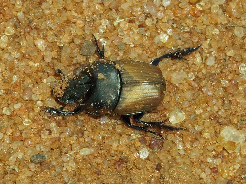 Unbestimmte Scarabaeidae sp. Nr. 20; Foto: 29.03.2017, Kuzikus Wildlife Reserve