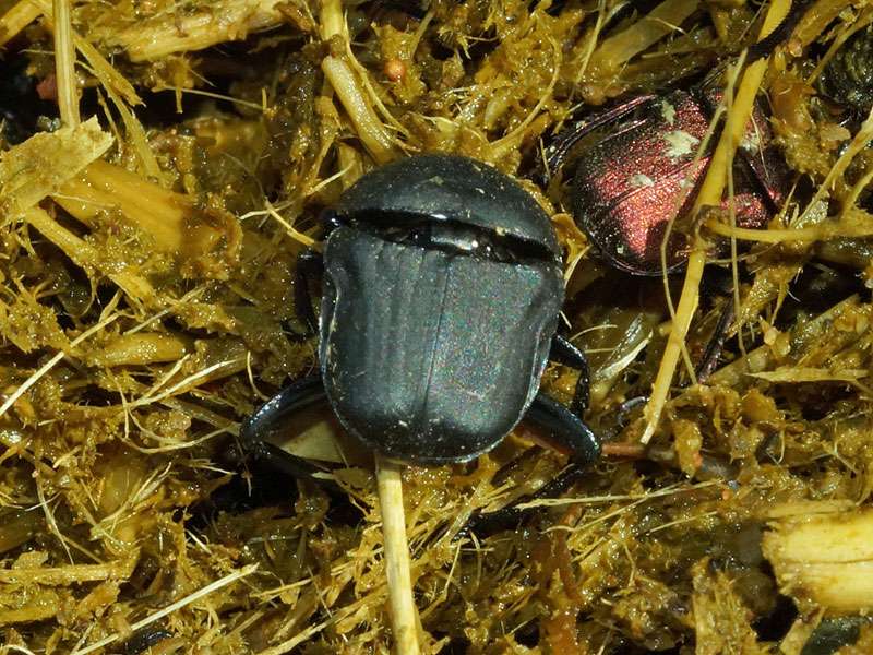 Unbestimmte Scarabaeidae sp. Nr. 23; Foto: 29.03.2017, Kuzikus Wildlife Reserve