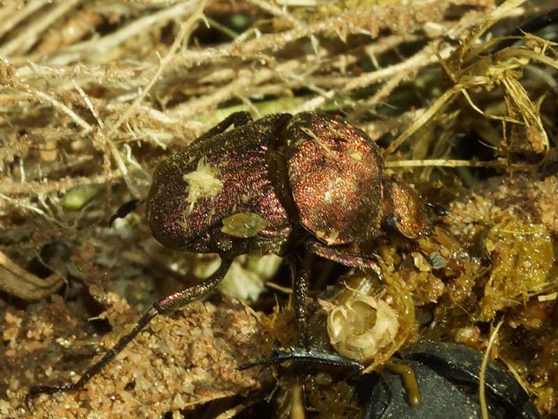 Unbestimmte Scarabaeidae sp. Nr. 18; Foto: 29.03.2017, Kuzikus Wildlife Reserve