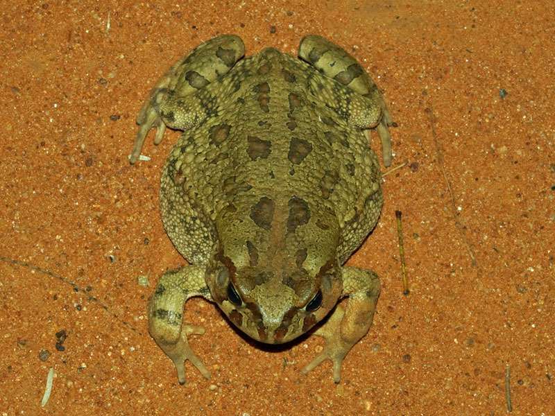 Kimberley-Kröte (Kimberley toad, Amietophrynus poweri); Foto: 29.03.2017, Kuzikus Wildlife Reserve