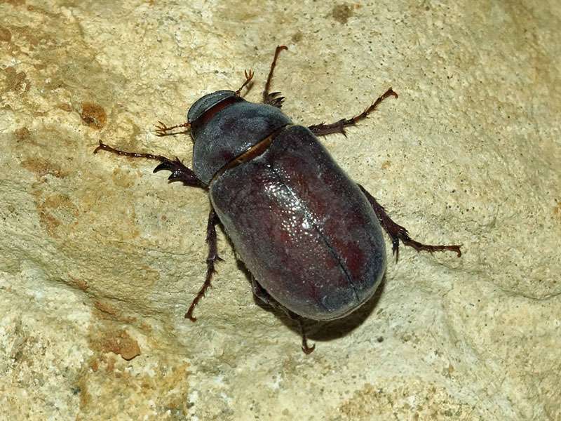 Unbestimmte Scarabaeidae sp. Nr. 24; Foto: 30.03.2017, Kuzikus Wildlife Reserve