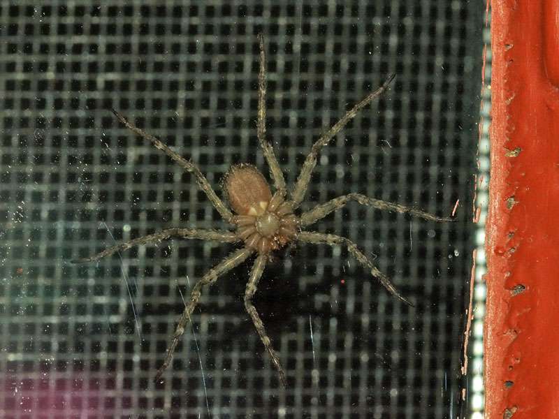 Unbestimmte Spinnenart Nr. 1 (Selenops sp.); Foto: 30.03.2017, Kuzikus Wildlife Reserve