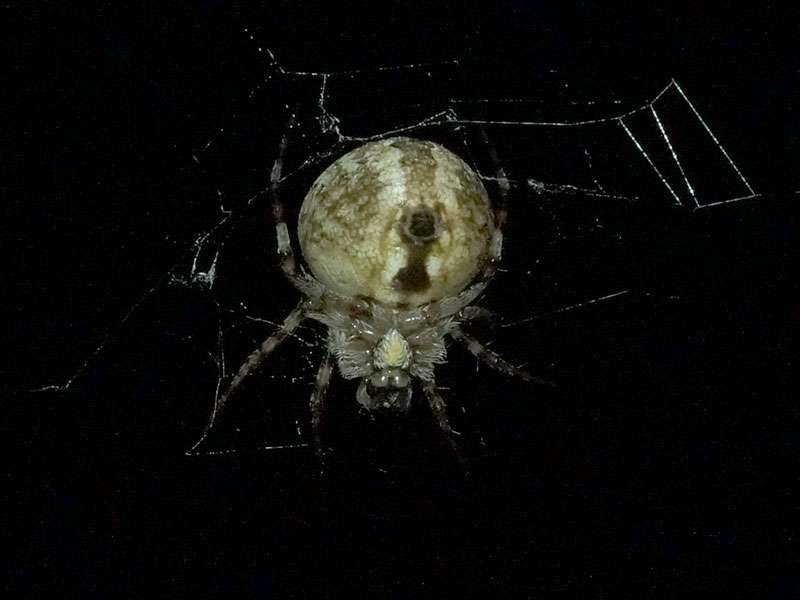 Unbestimmte Spinnenart Nr. 12; Foto: 30.03.2017, Kuzikus Wildlife Reserve