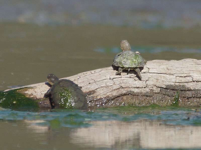 Unbestimmte Schildkrötenart Nr. 1; Foto: 31.03.2017, Kuzikus Wildlife Reserve