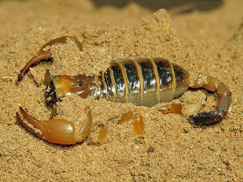 Unbestimmter Skorpion Nr. 1; Foto: 31.03.2017, Kuzikus Wildlife Reserve