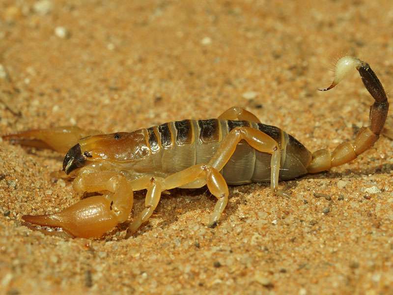 Unbestimmter Skorpion Nr. 1; Foto: 31.03.2017, Kuzikus Wildlife Reserve