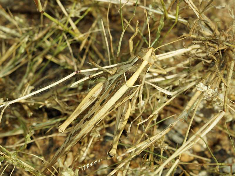 Afrikanische Wüstenheuschrecke (African Desert Locust, Schistocerca gregaria); Foto: 02.04.2017, Kuzikus Wildlife Reserve