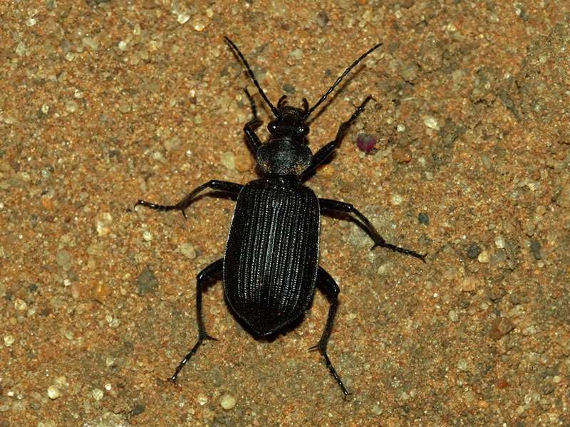Unbestimmte Carabidae sp. Nr. 3; Foto: 02.04.2017, Kuzikus Wildlife Reserve