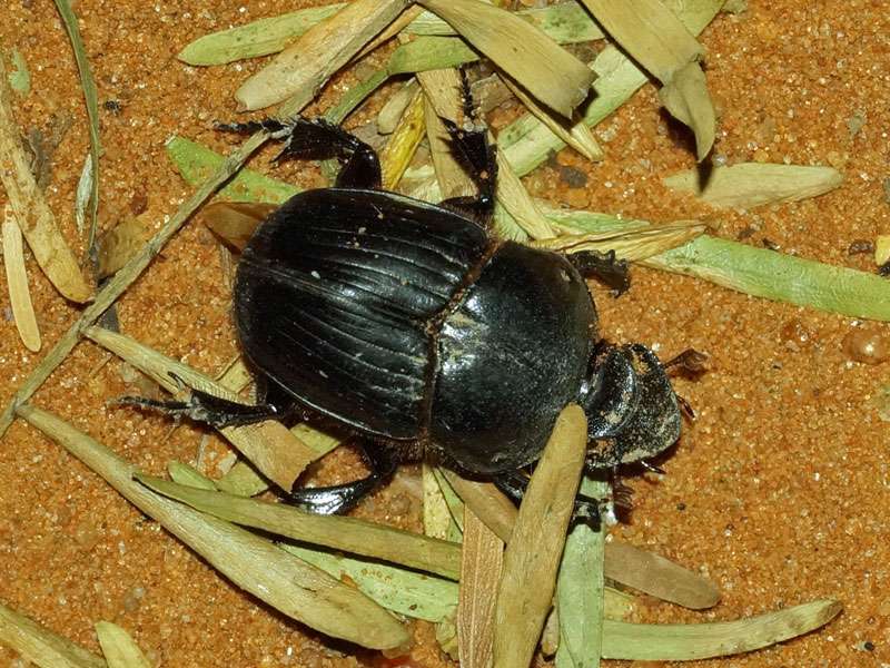 Unbestimmte Scarabaeidae sp. Nr. 25; Foto: 02.04.2017, Kuzikus Wildlife Reserve
