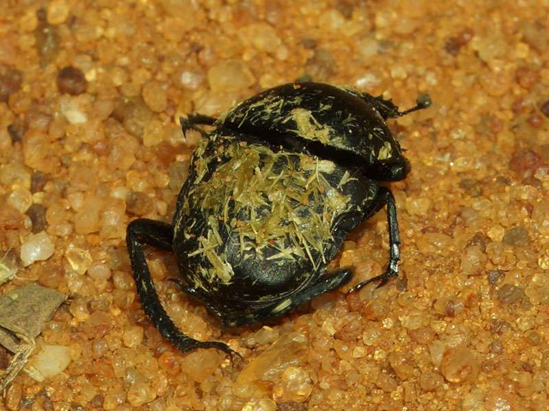 Unbestimmte Scarabaeidae sp. Nr. 23; Foto: 04.04.2017, Kuzikus Wildlife Reserve
