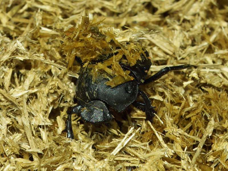 Unbestimmte Scarabaeidae sp. Nr. 28; Foto: 04.04.2017, Kuzikus Wildlife Reserve