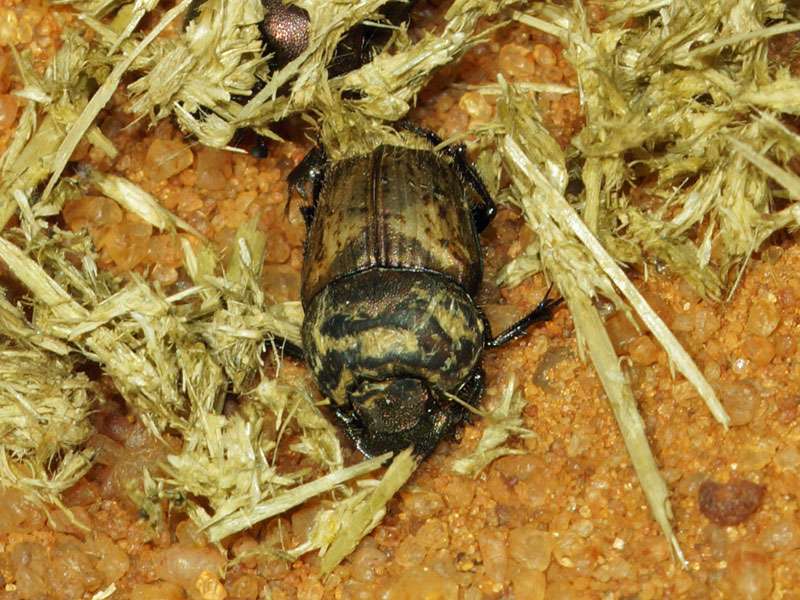Unbestimmte Scarabaeidae sp. Nr. 29; Foto: 04.04.2017, Kuzikus Wildlife Reserve