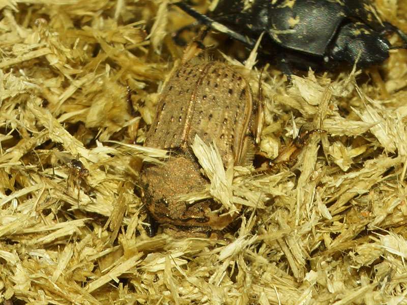 Unbestimmte Scarabaeidae sp. Nr. 31; Foto: 04.04.2017, Kuzikus Wildlife Reserve