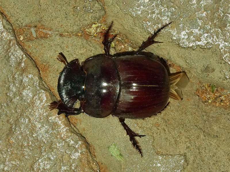 Unbestimmte Scarabaeidae sp. Nr. 11; Foto: 04.04.2017, Kuzikus Wildlife Reserve