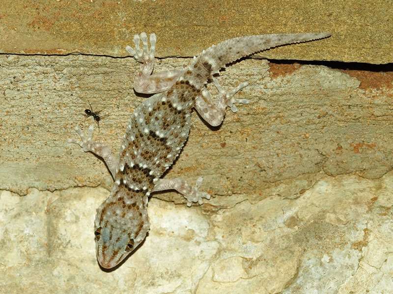 Turners Dickfingergecko (Turner's Thick-toed Gecko, Pachydactylus turneri); Foto: 04.04.2017, Kuzikus Wildlife Reserve