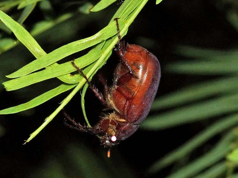 Unbestimmte Scarabaeidae sp. Nr. 2; Foto: 04.04.2017, Kuzikus Wildlife Reserve