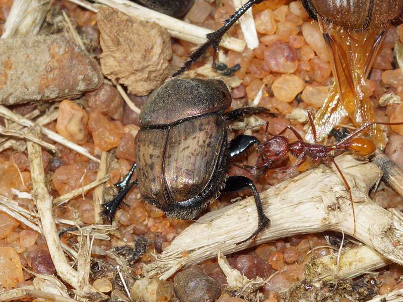 Unbestimmte Scarabaeidae sp. Nr. 33; Foto: 06.04.2017, Kuzikus Wildlife Reserve