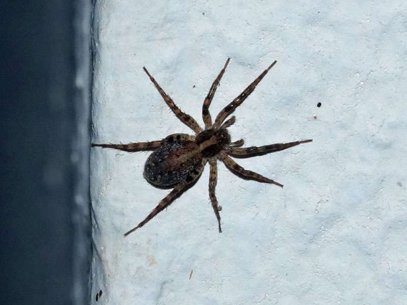 Unbestimmte Spinnenart Nr. 2; Foto: 06.04.2017, Kuzikus Wildlife Reserve