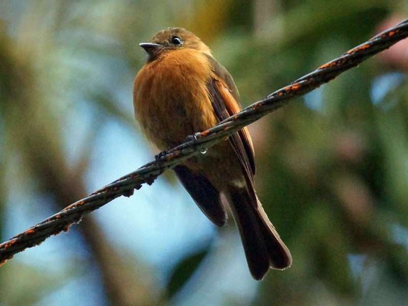 Zimttyrann (Cinnamon Flycatcher, Pyrrhomyias cinnamomeus); Foto: 07.12.2017, Cabañas San Isidro, Nähe Cosanga