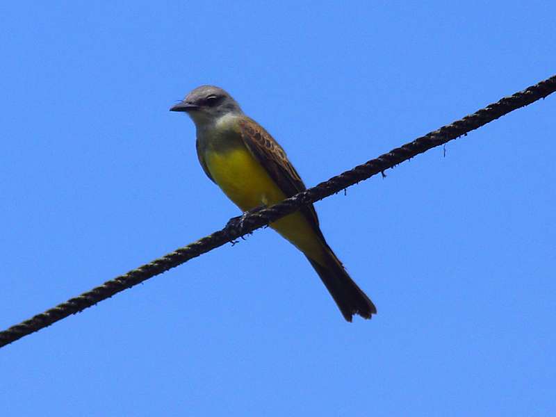Trauerkönigstyrann (Tropical Kingbird, Tyrannus melancholicus); Foto: 09.12.2017, Río Quijos Eco Lodge, Nähe Sardinas