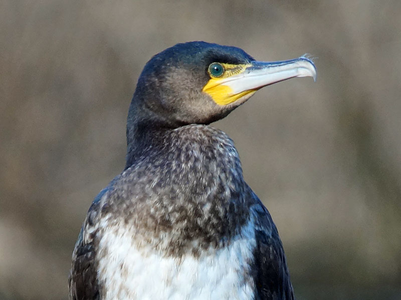 Kormoran (Great Cormorant, Phalacrocorax carbo carbo); Foto: 27.01.2018, Essen-Borbeck