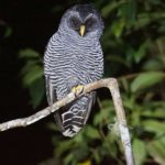 Eigentliche Eulen (True Owls, Strigidae)