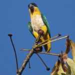 Eigentliche Papageien (True Parrots, Psittacidae)
